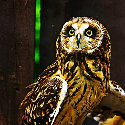 an owl sitting on top of a piece of wood