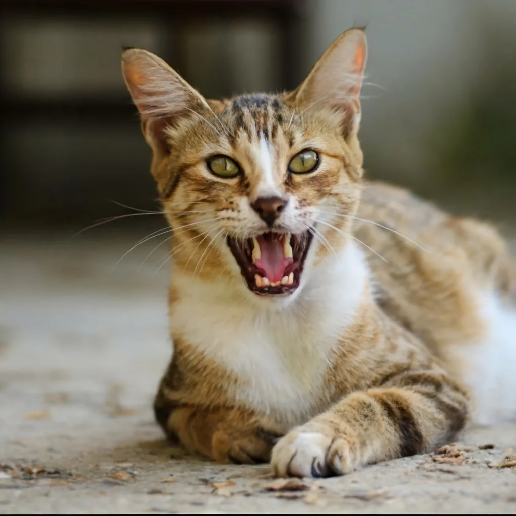 a cat that is laying down with its mouth open