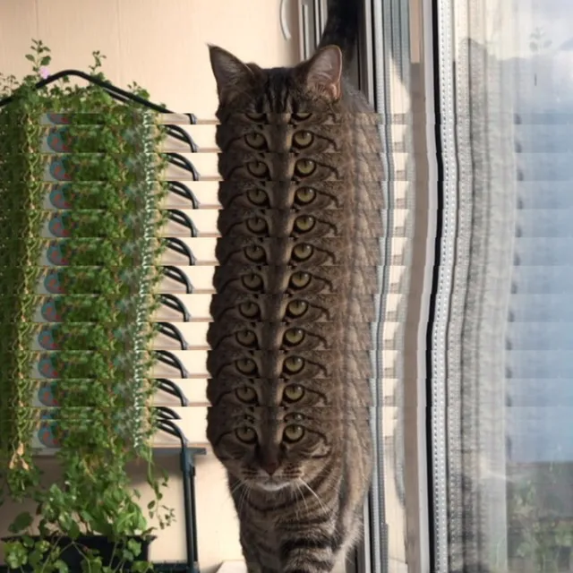 a cat standing on top of a window sill