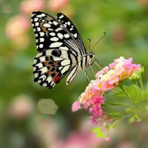 a black and white butterfly sitting on a pink flower