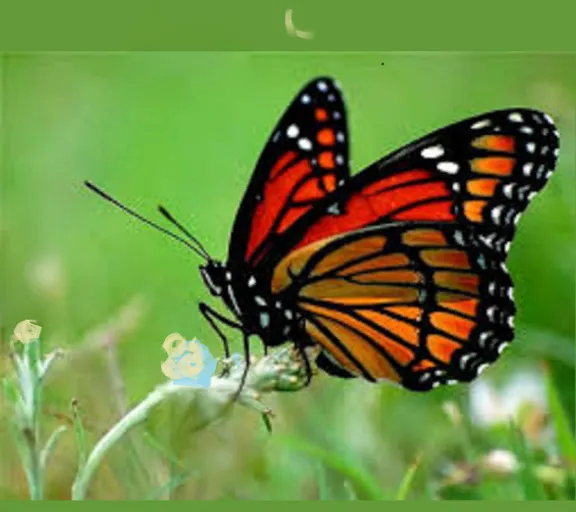 a picture of a butterfly sitting on a flower