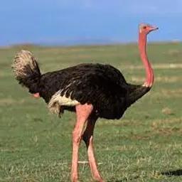 an ostrich is standing in a grassy field