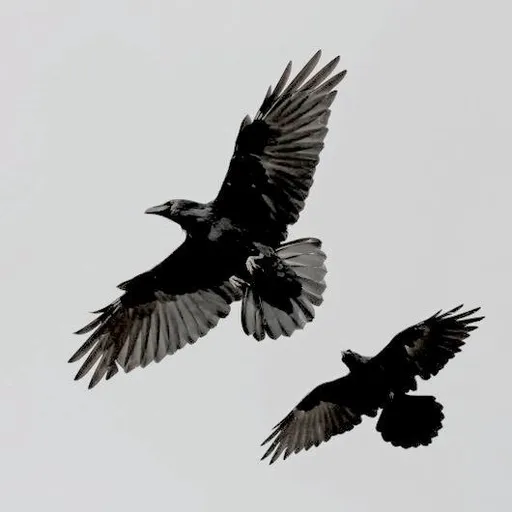 two large black birds flying in the sky