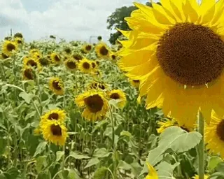 flower, plant, petal, leaf, natural environment, sky, yellow, cuisine, morning, summer