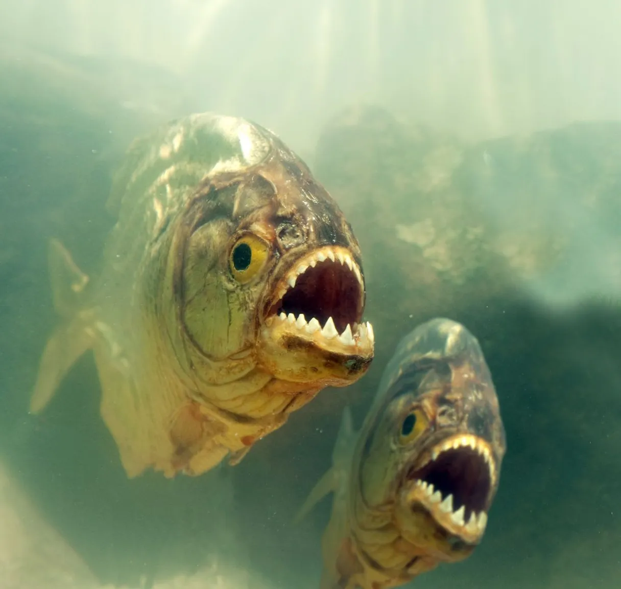 two fish with their mouths open in the water