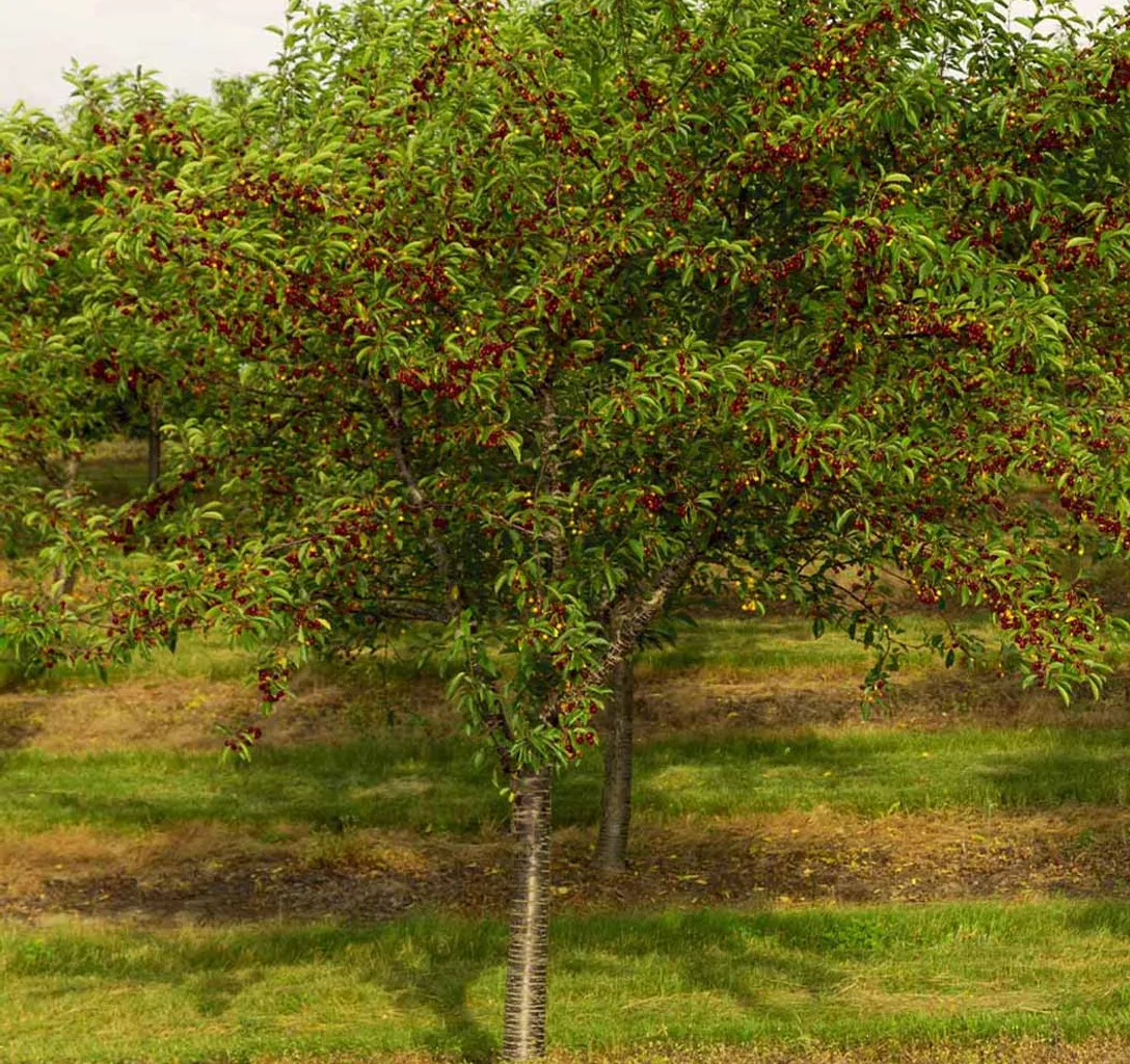 a small tree with lots of fruit growing on it