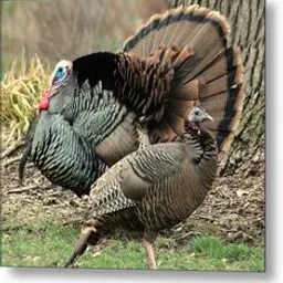 a couple of turkeys standing next to a tree