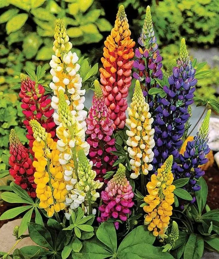 a group of colorful flowers in a garden