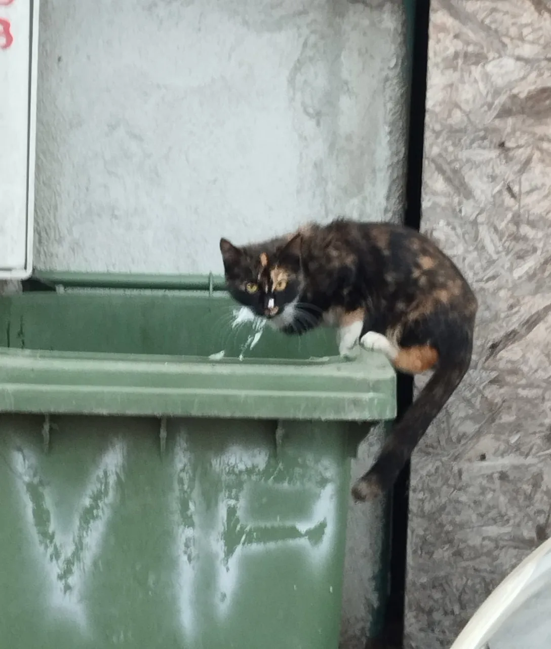 a cat standing on top of a green trash can