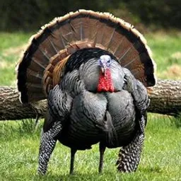 a large turkey standing on top of a lush green field