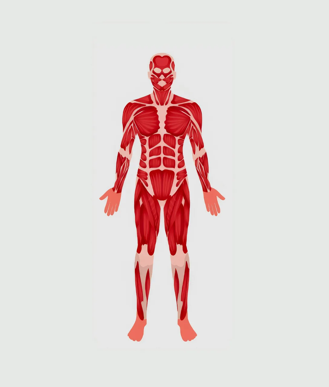 one man muscles are highlighted in red and white on a white background