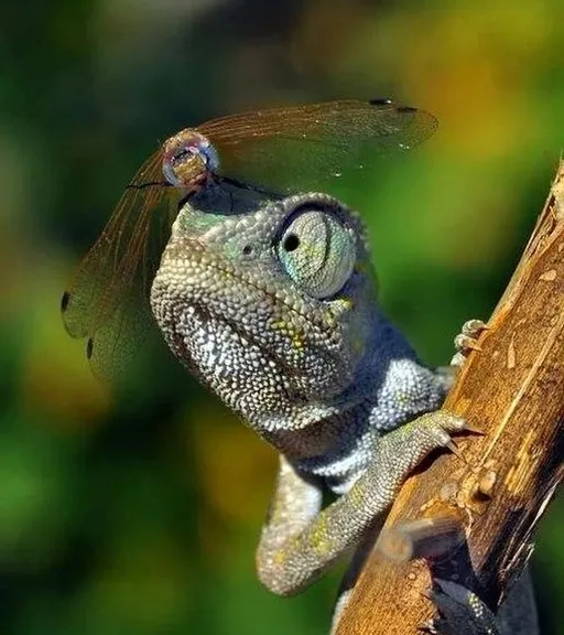 a close up of a lizard on a tree branch