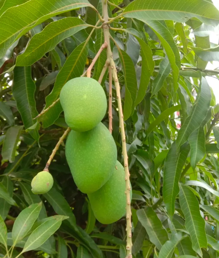 a bunch of green fruit hanging from a tree and moving slowly 