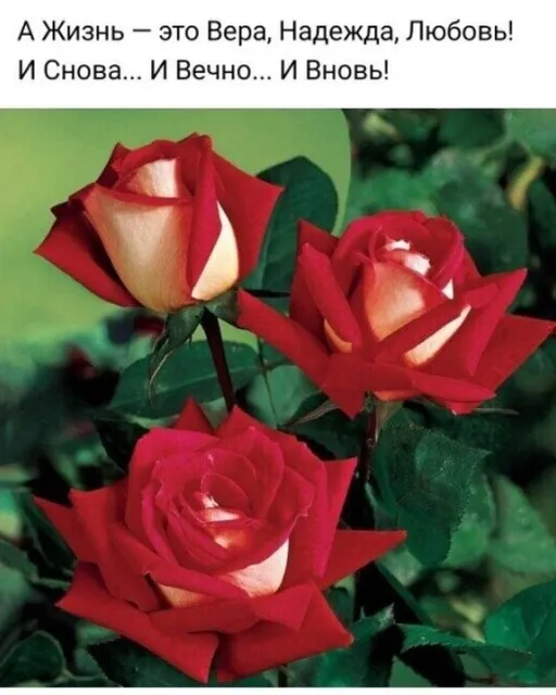 two red roses with green leaves on a green background