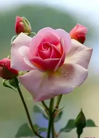 flower, plant, petal, hybrid tea rose, pink, rose, rosa × centifolia, flowering plant, flower arranging, floribunda