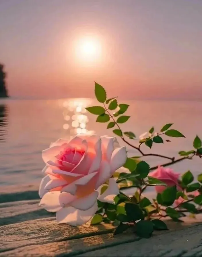 a pink rose sitting on top of a wooden table  only movement from the wind and glare from the water. The camera is stationary