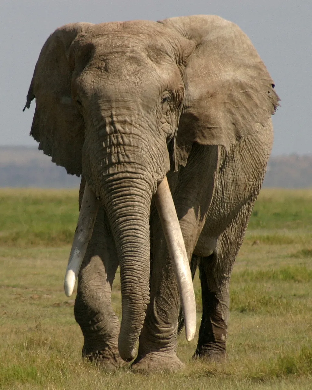 a large elephant walking across a lush green field