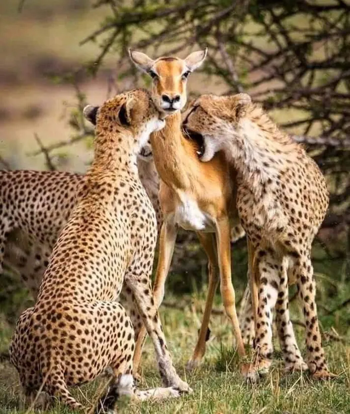 a couple of cheetah standing next to each other on a field