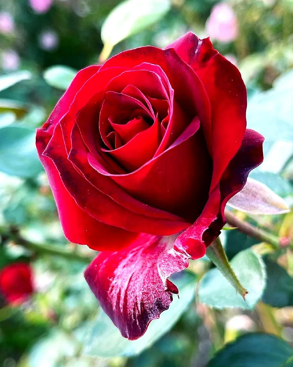 a close up of a red rose with green leaves