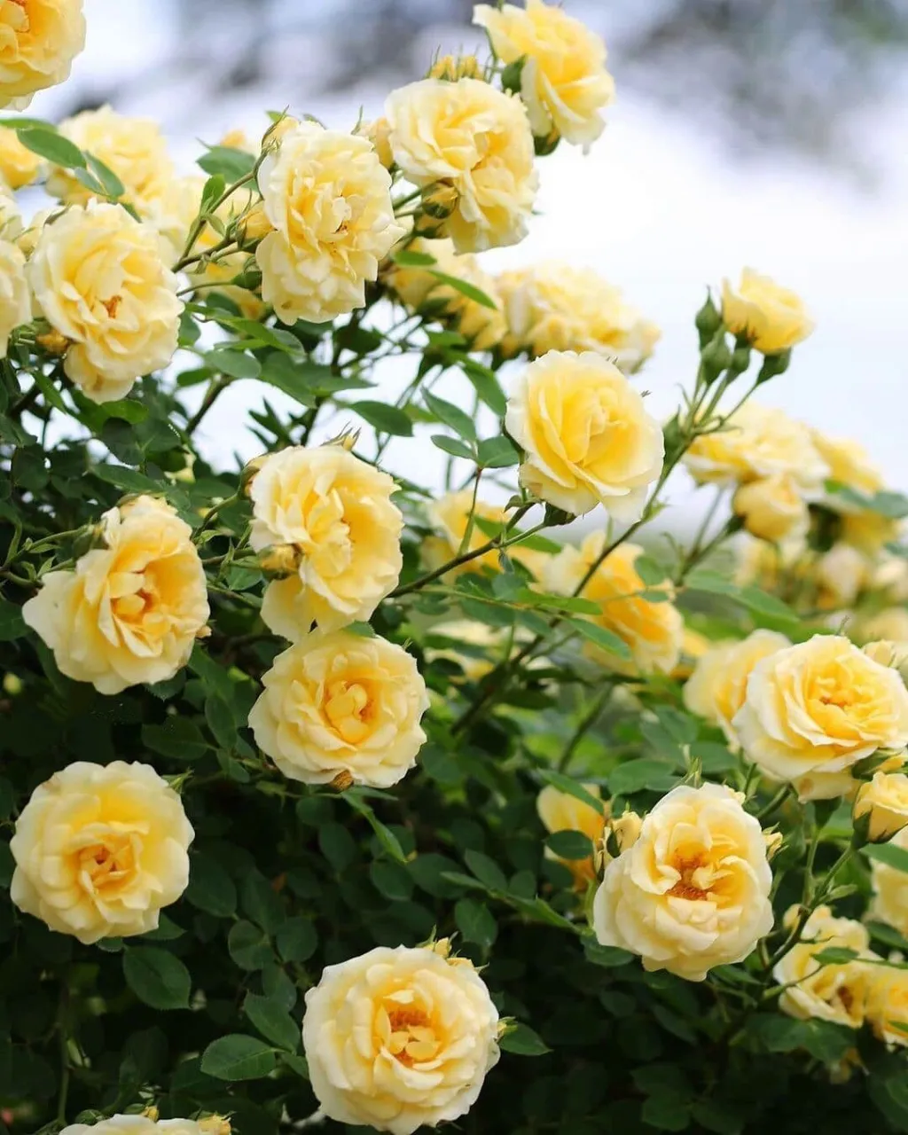 a bush of yellow roses with green leaves