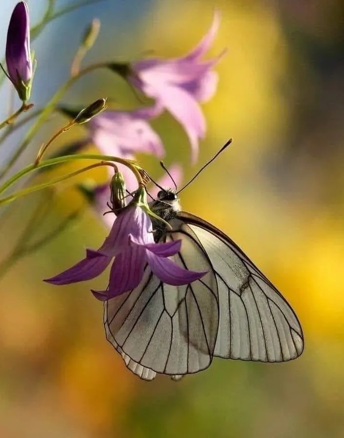 a white butterfly sitting on a purple flower