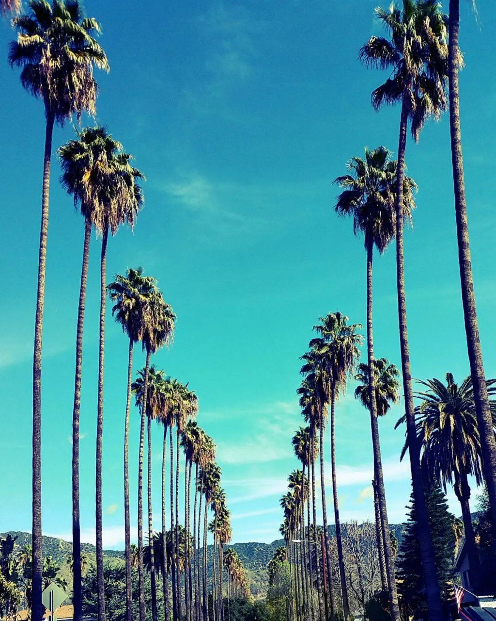 a street lined with palm trees on a sunny day