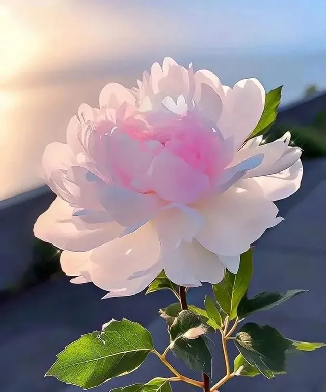 a large white flower with a pink center  The flower sways in the wind