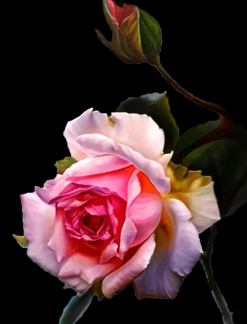 a pink rose with green leaves on a black background