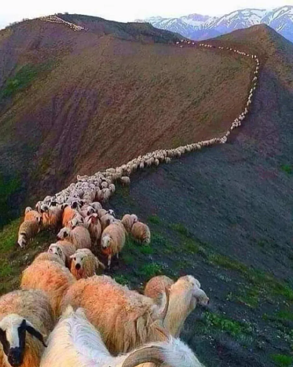 a herd of sheep walking up a hill