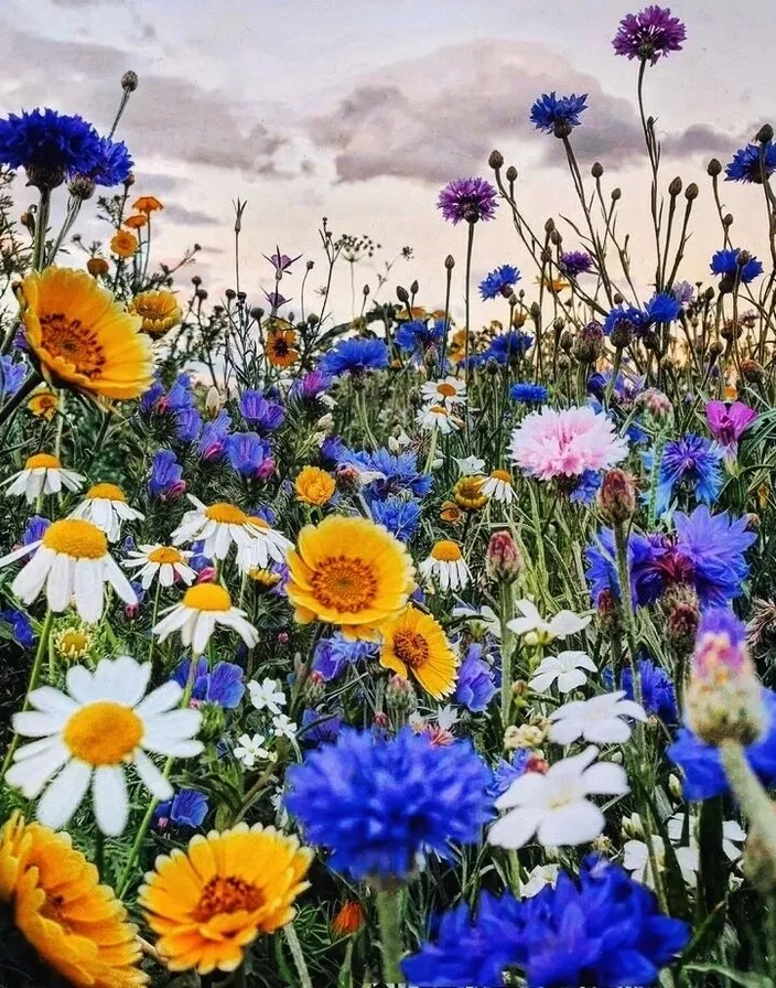 a field full of colorful flowers under a cloudy sky