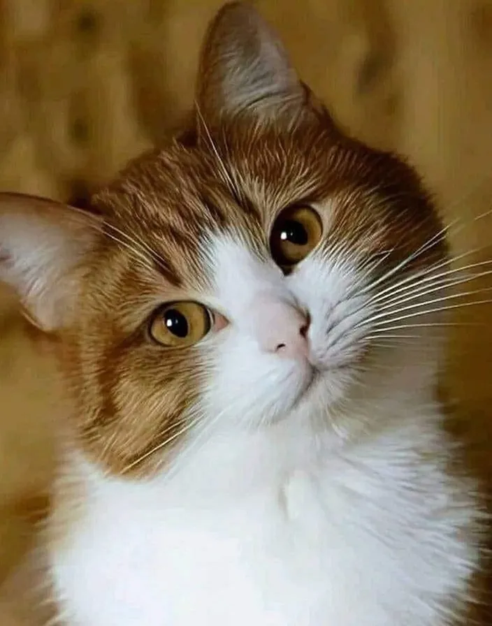 a close up of a cat looking at something Ear and eye movements