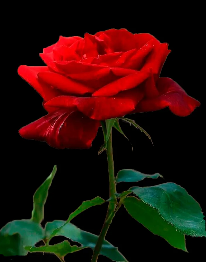 a red rose with green leaves on a black background