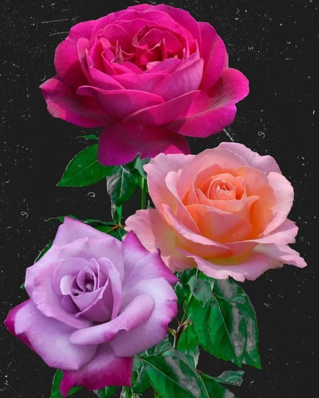 three pink roses with green leaves on a black background