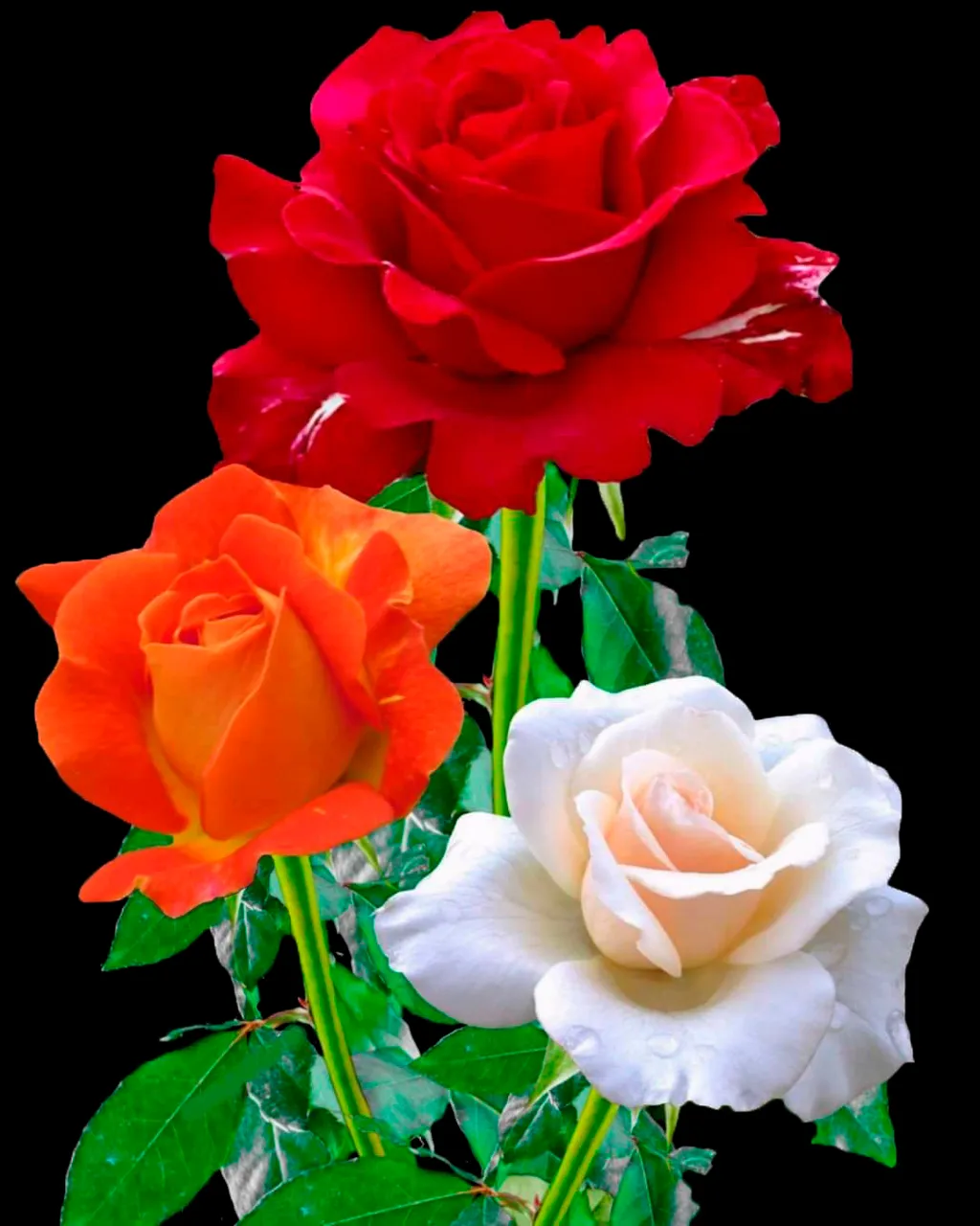 three different colored roses in a vase