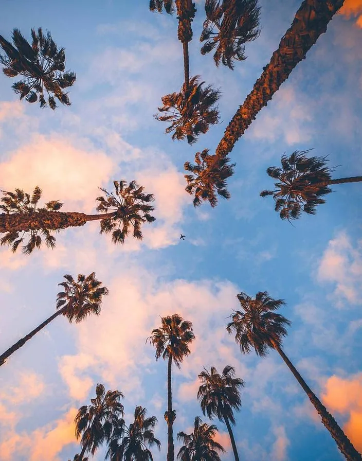 a group of palm trees with a blue sky in the background