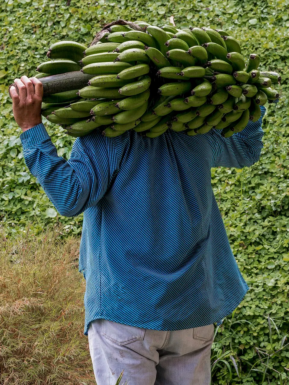 a man carrying a large bunch of green bananas on his head