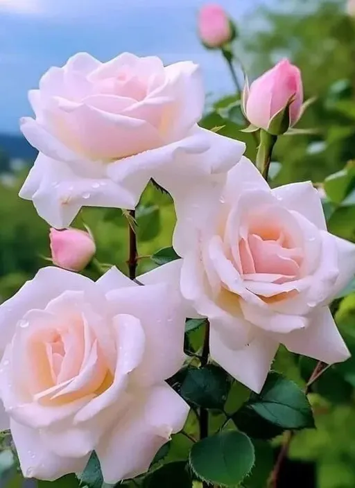 a group of pink roses with green leaves