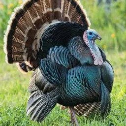 a close up of a turkey in the grass