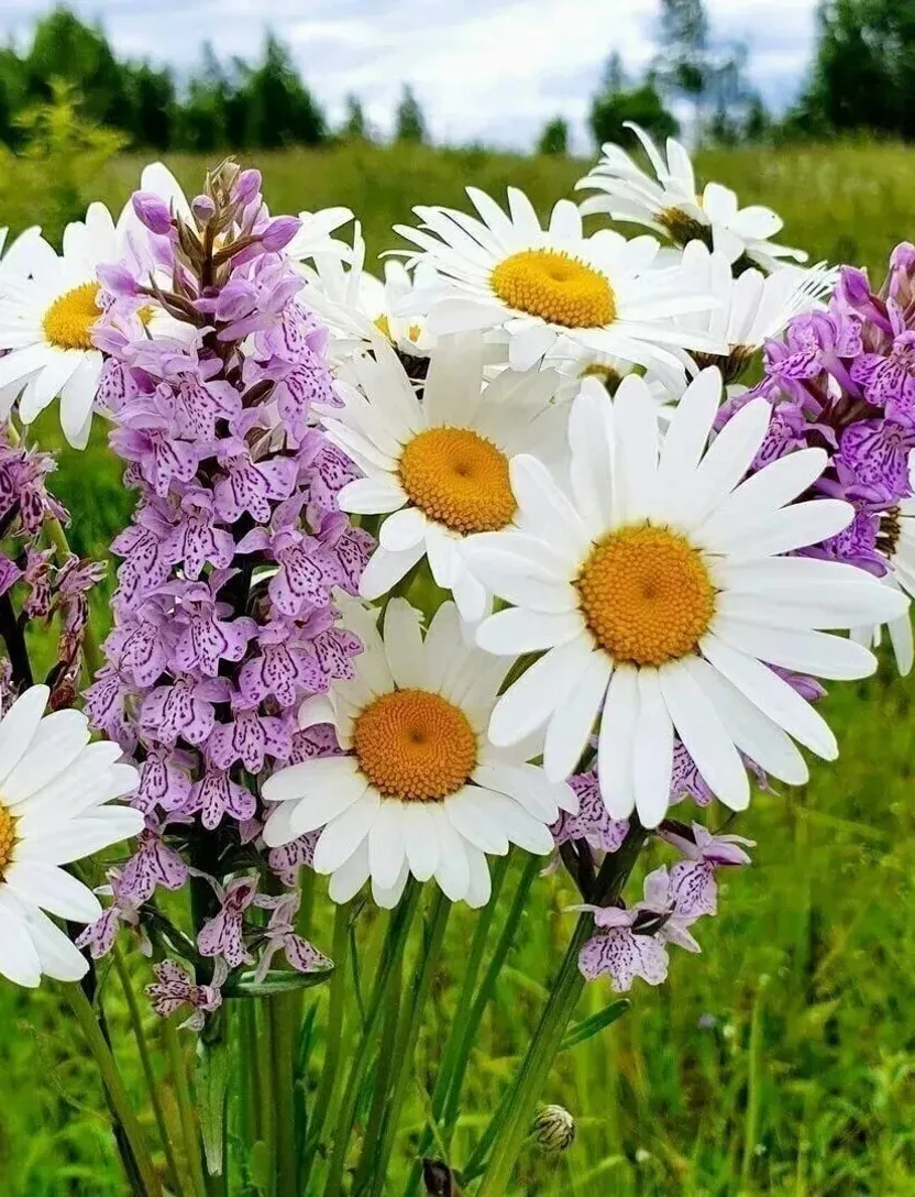 a bunch of white and purple flowers in a field