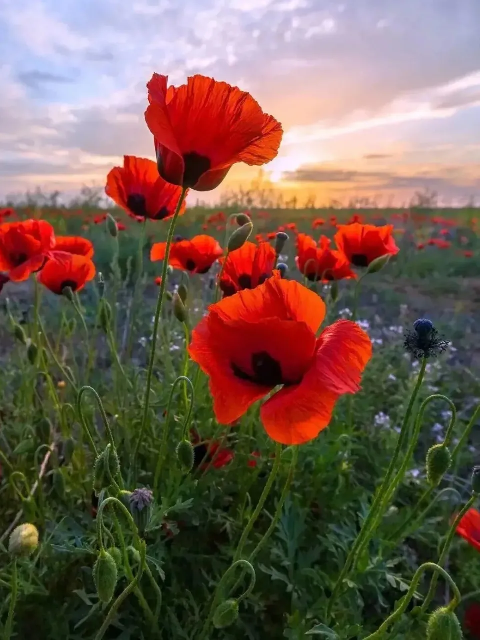 a field full of red flowers under a cloudy sky