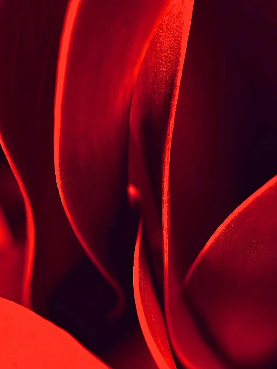 a close up view of a red flower