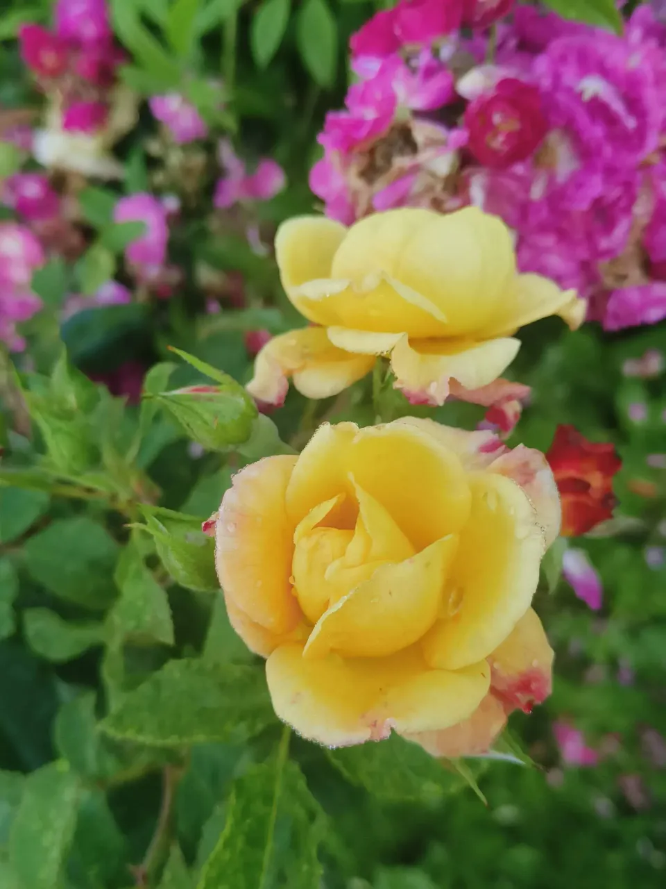 a close up of a yellow rose in a garden