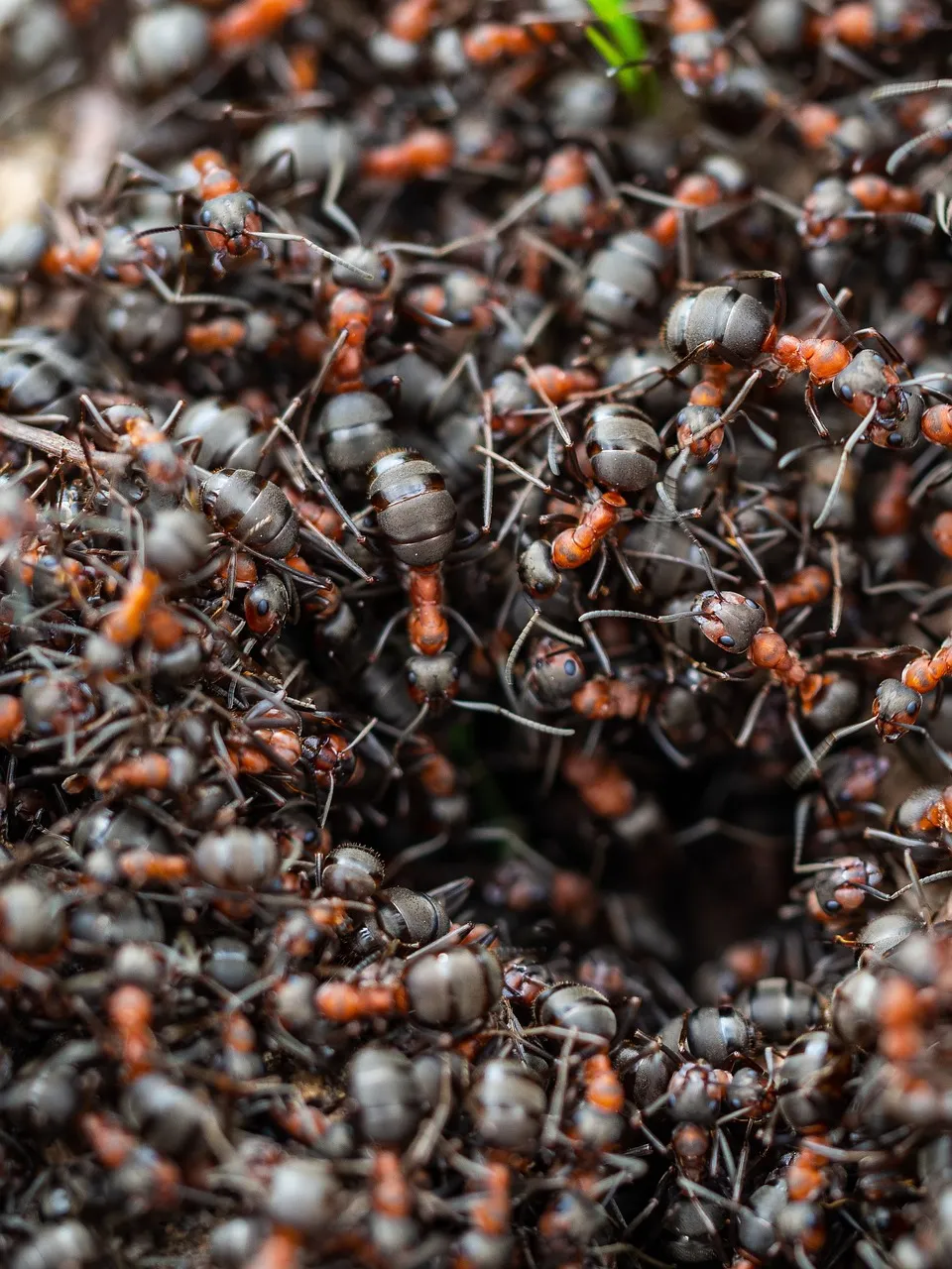 a large group of ants are gathered together