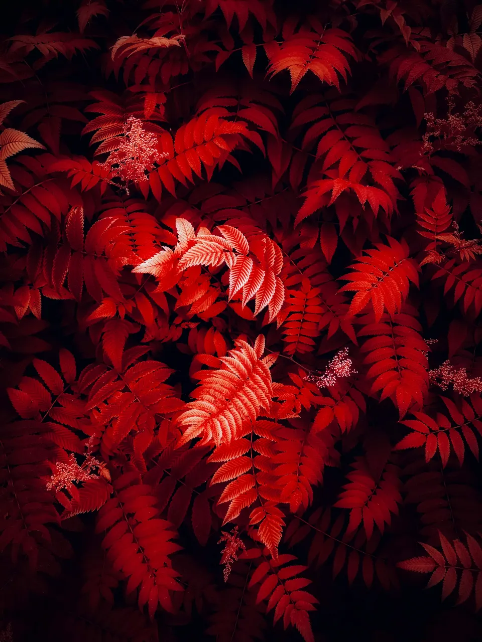 A bunch of red leaves floating in mid-air, with a blurred background to exaggerate depth of field and highlight the vibrant leaves