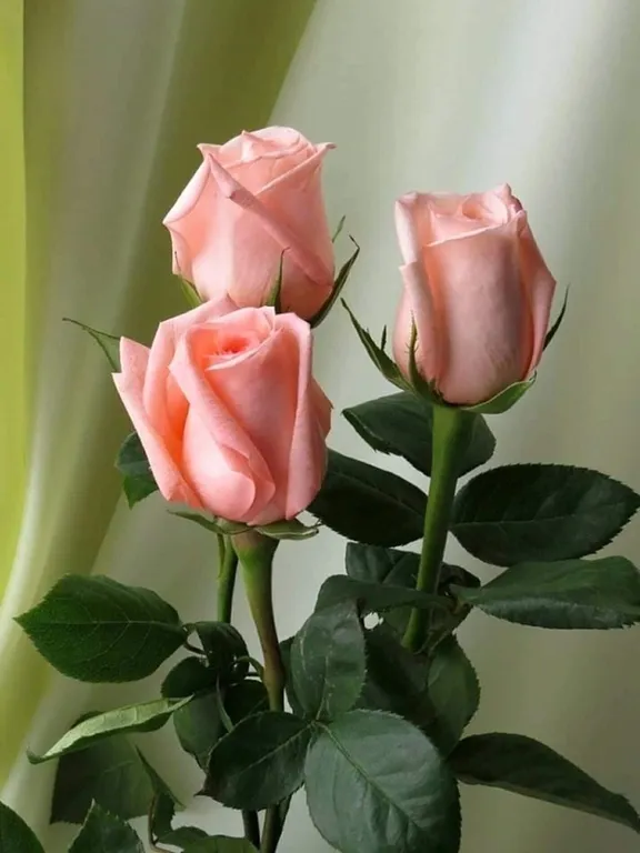 three pink roses in a vase on a table