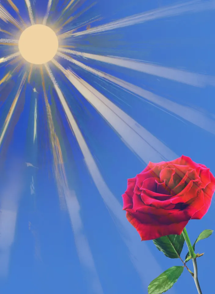 31. a single red rose with the sun in the background