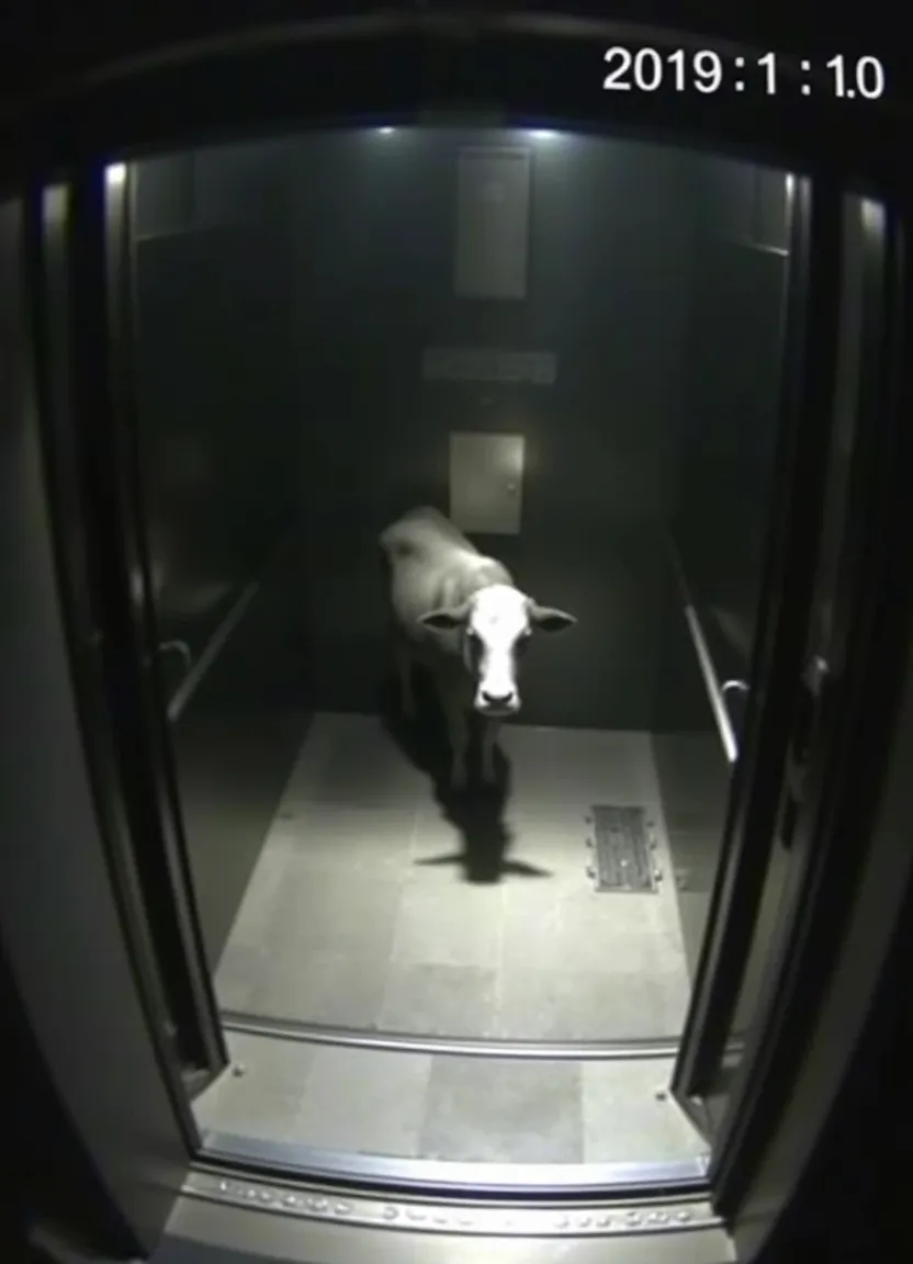 "A realistic security camera footage image showing a dimly lit elevator with a cow trapped inside. The scene is captured from a high, wide-angle perspective, typical of a security camera. The image is slightly grainy with low resolution, simulating the look of real CCTV footage. A cow is standing alone in the elevator, The timestamp and camera ID overlay are visible in the top right corner of the screen, displaying the current date and time in white text. Shadows and dark areas dominate the scene, with a slight distortion or blur in the corners, typical of security footage lenses."