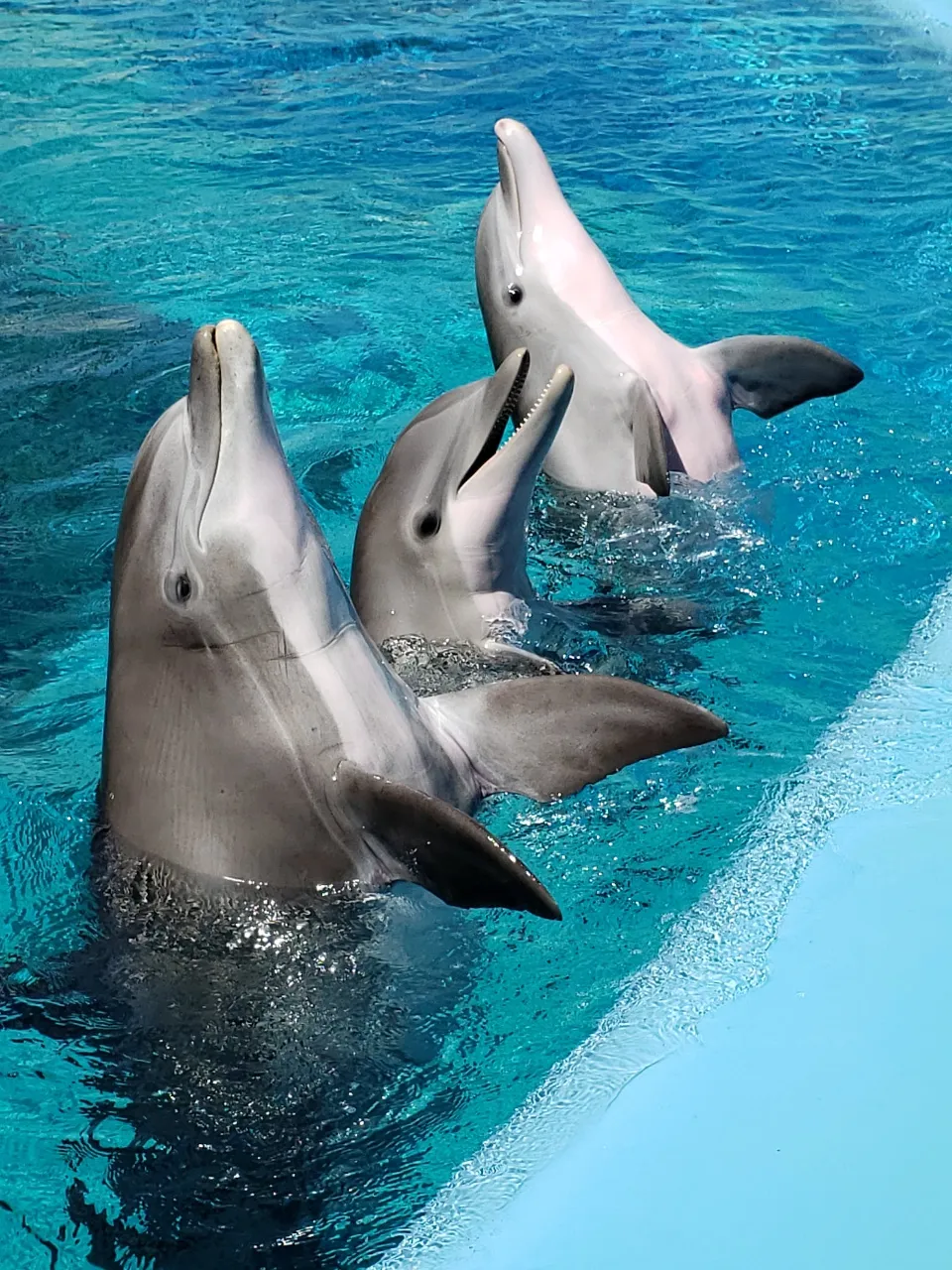 three dolphins swimming in a pool of water