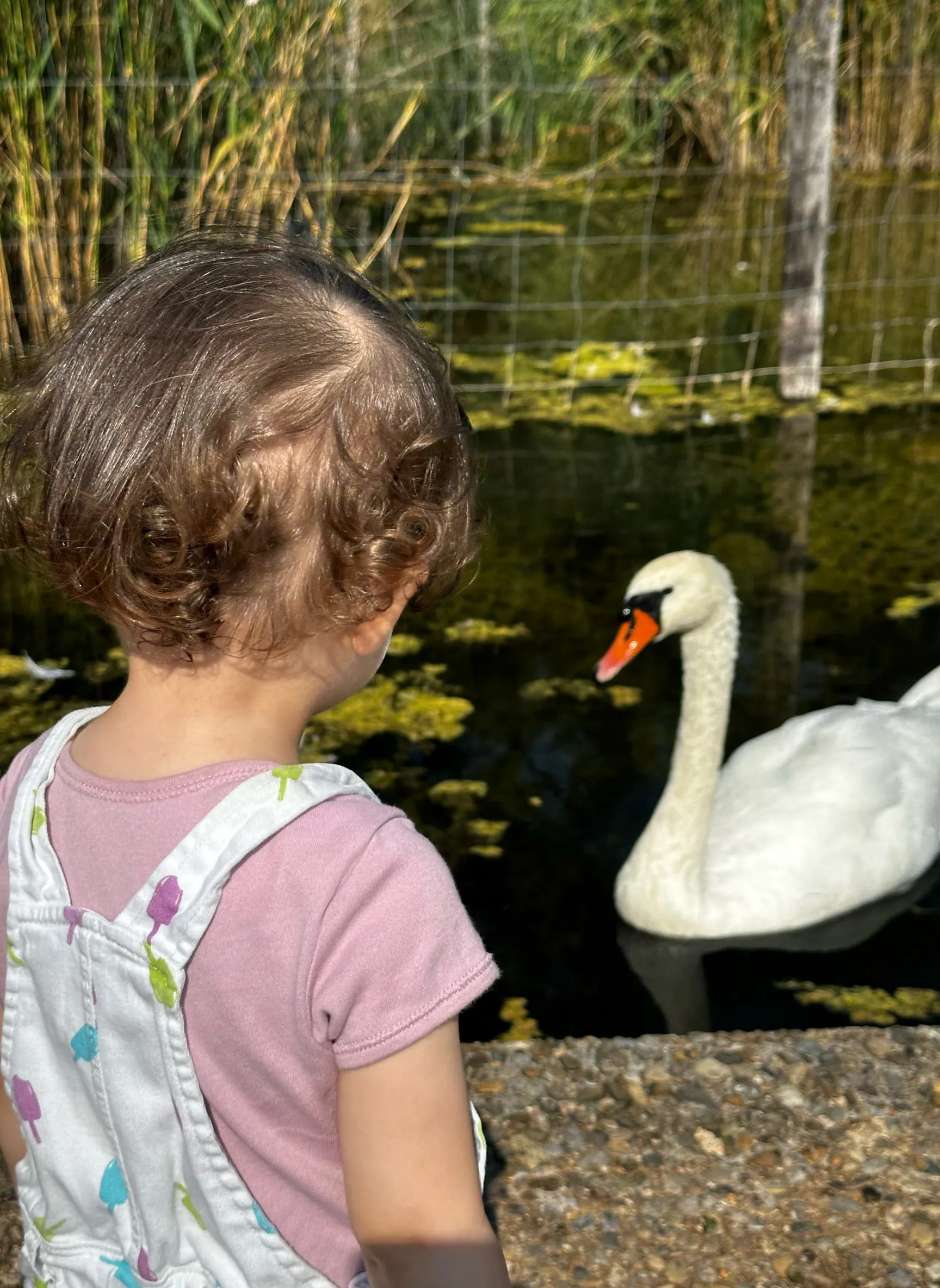 the girl touches the swan‘s head. , advertising style