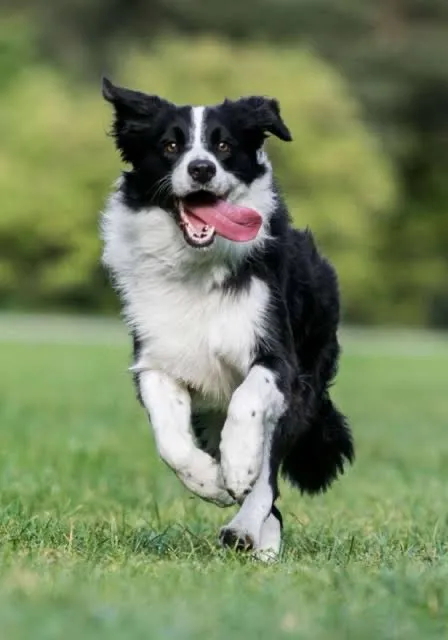 realistic video of my border collie cattledog running around the cattle , advertising style